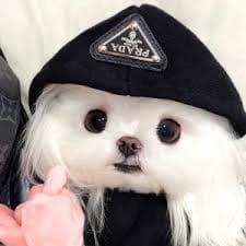 Dingdong Avanzado avatar